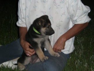 Inca at 6 Weeks!!!
