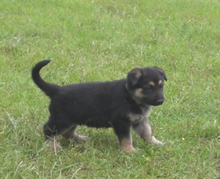 Gunny at 6 Weeks!!!