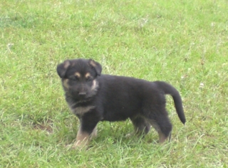 Gunny at 6 Weeks!!!