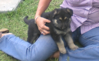 Gunny at 6 Weeks!!!
