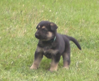 Gunny at 6 Weeks!!!
