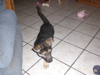 Inca 7 1/2 Weeks Old!!!