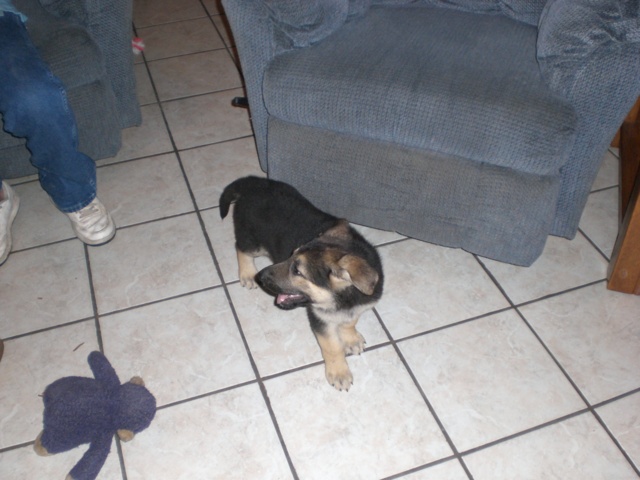 Inca 7 1/2 Weeks Old!!!