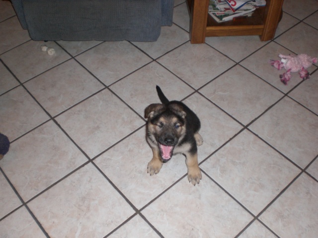 Inca 7 1/2 Weeks Old!!!