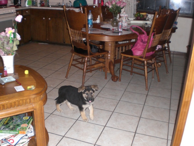 Inca 7 1/2 Weeks Old!!!