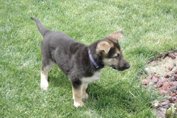 Inca 7 1/2 Weeks Old!!!
