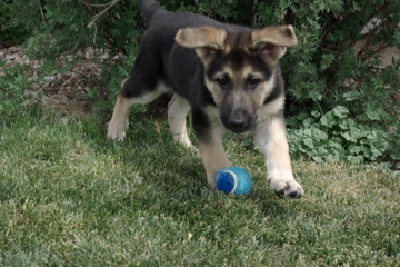 Inca 7 1/2 Weeks Old!!!