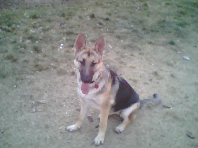 Indica at 6 Months