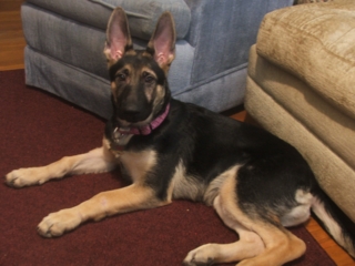Raja