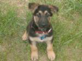 Young Bismark