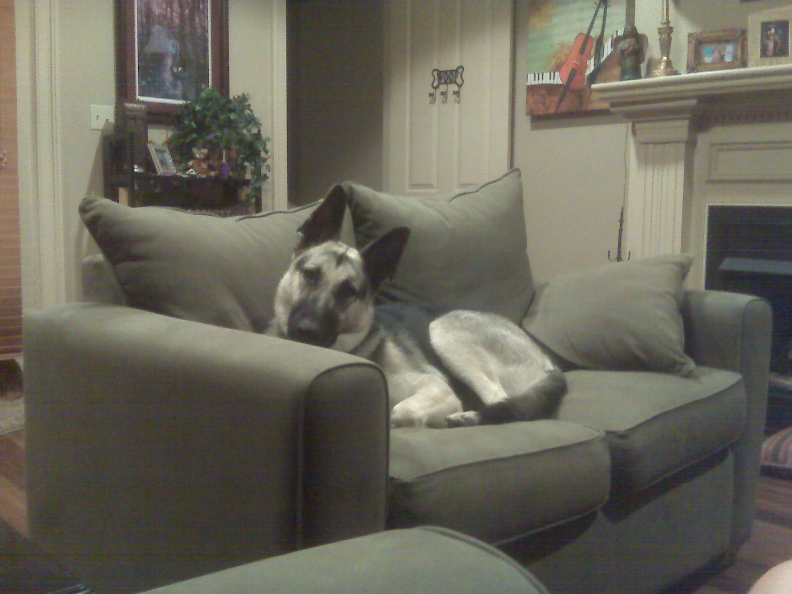 Abby at one year