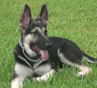 Abbey 16 Weeks 40 Pounds