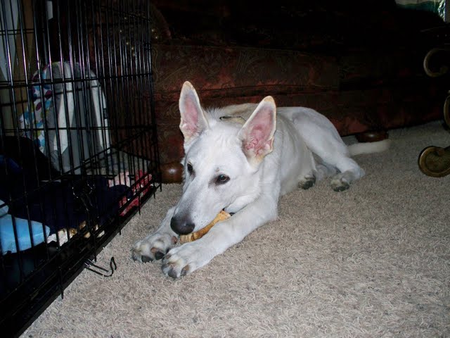 Adolph at 3 Months