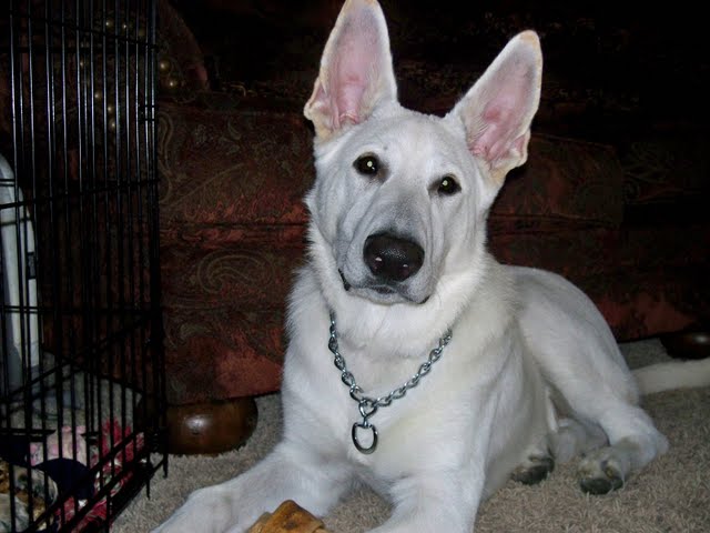 Adolph at 6 Months