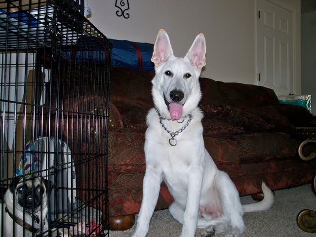Adolph at 3 Months