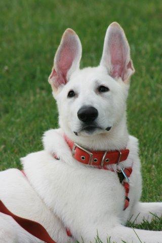 Adolph at 3 Months