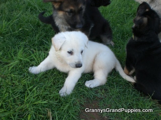 AdolphWhiteMale5Weeks