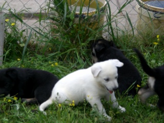 Whitie, Gamba as a Pup!!!