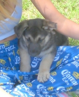 Abbey Puppy