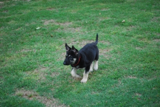 Denali at 2 Months