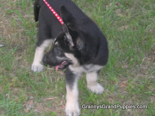 Denali goes Home