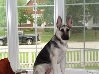 Gracie at 6 Months