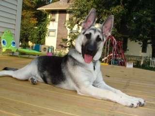Gracie at 6 Months