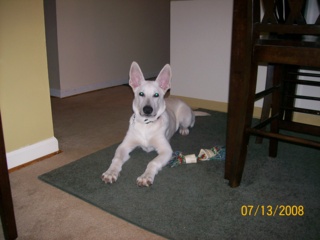 Gamba laying down