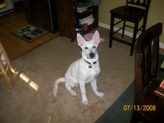 Gumba sitting