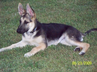 Tasha at 4 Months