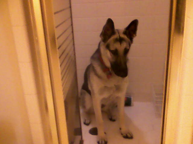 Abby in the Shower