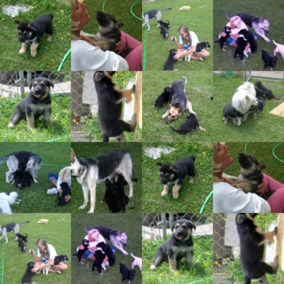Puppies