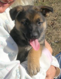 Duchess Puppy at 6 Weeks!!!