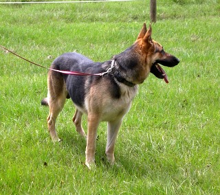 Tripp at 5 1/2 Years