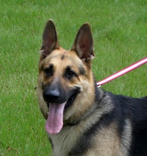 Tripp at 5 1/2 Years = Head Shot