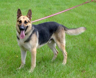 Tripp at 5 1/2 Years