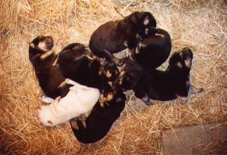 Tripp's Puppy Pile