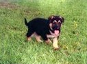 Tripp as a Puppy from his Breeder