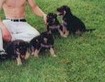 Tripp as a Puppy from his Breeder