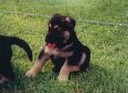 Tripp as a Puppy from his Breeder