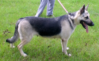 Shasta