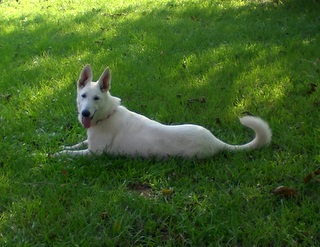 Lacey