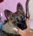 Lady