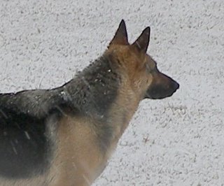 Duchess